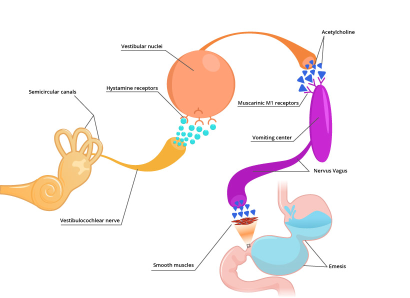 Motion sickness pathophysiology