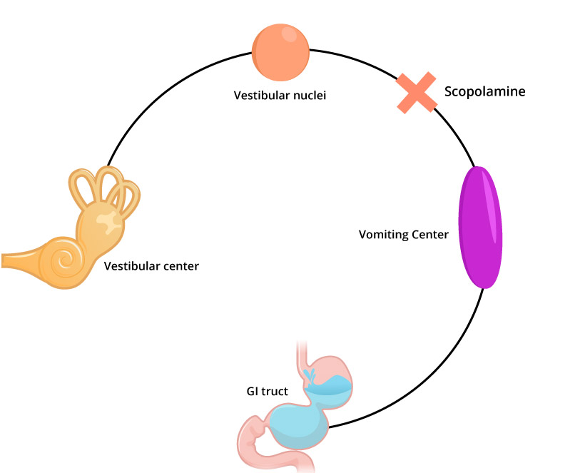 Scopolamine mechanism of action