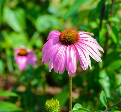 Coneflower